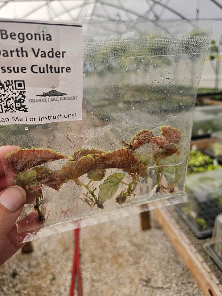 Begonia Darth Vader Tissue Culture