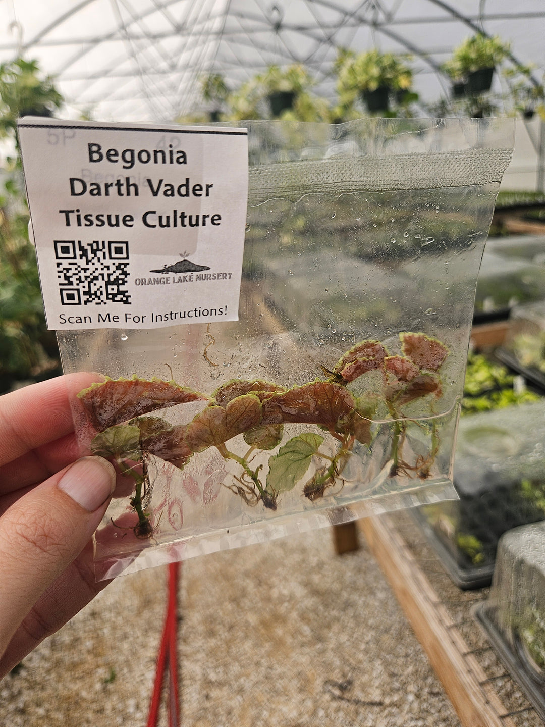 Begonia Darth Vader Tissue Culture
