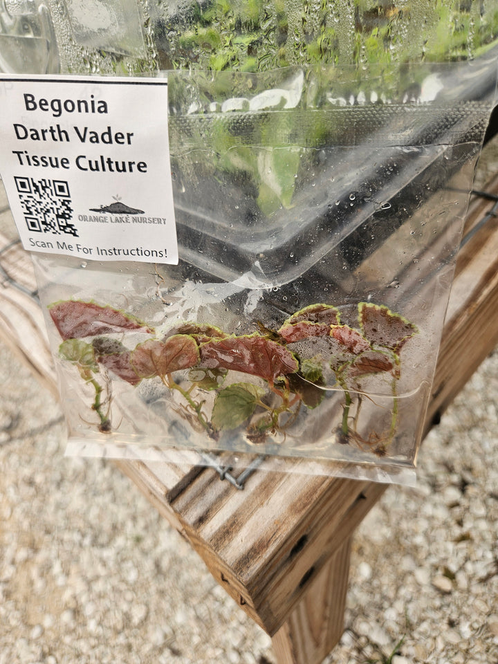 Begonia Darth Vader Tissue Culture