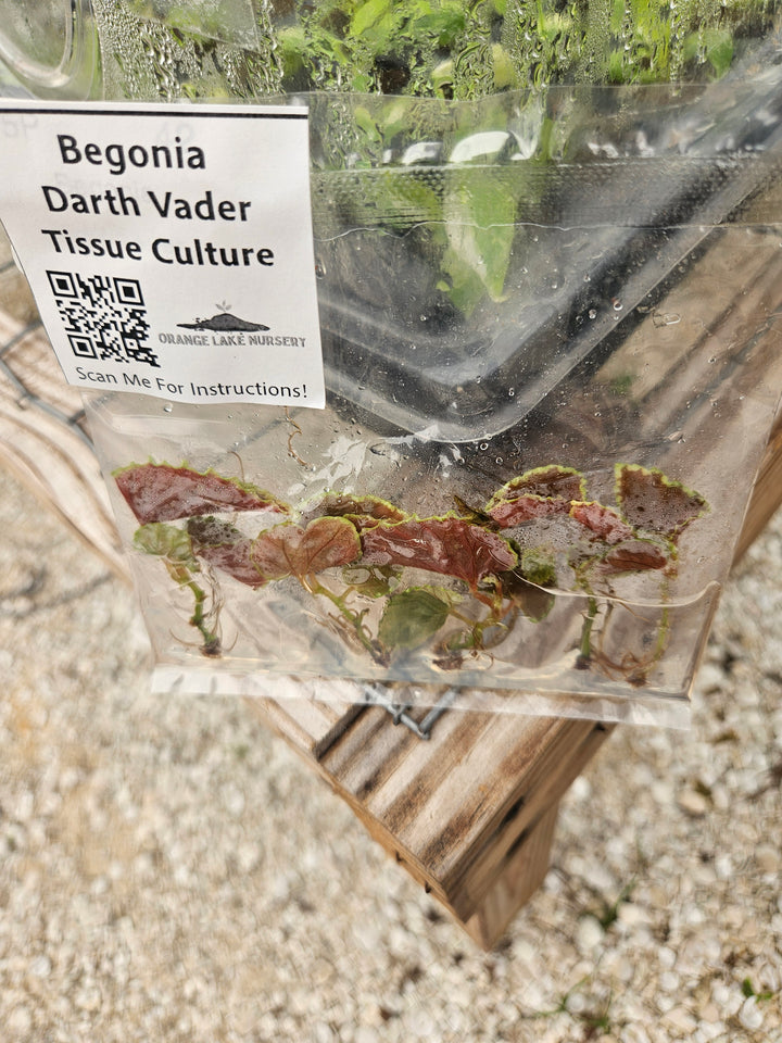 Begonia Darth Vader Tissue Culture