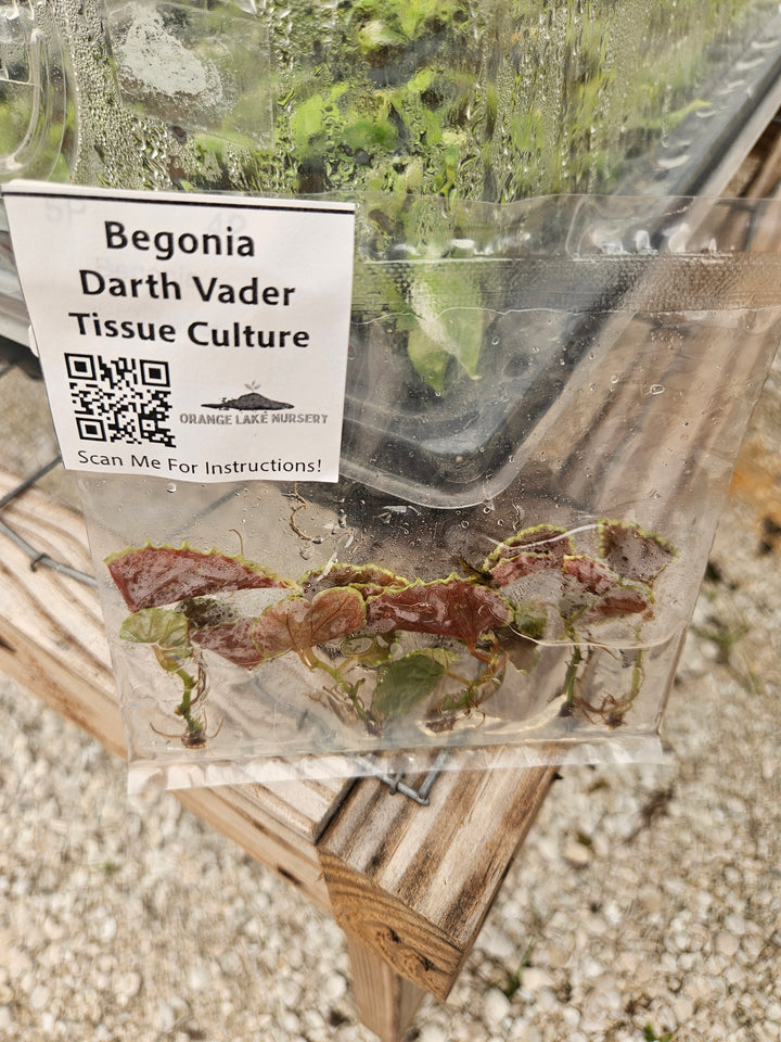 Begonia Darth Vader Tissue Culture