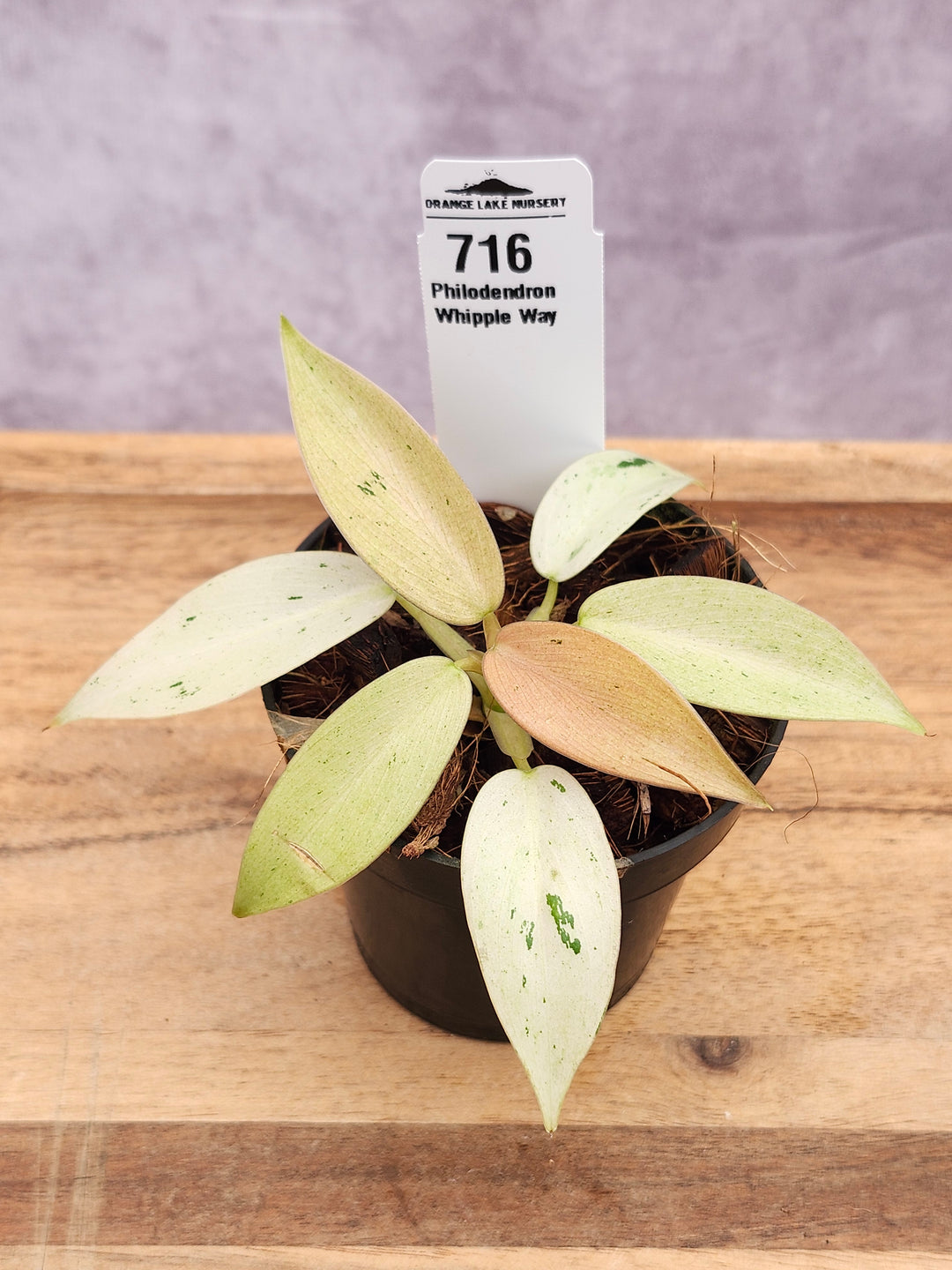 Philodendron Whipple Way (3in)-716