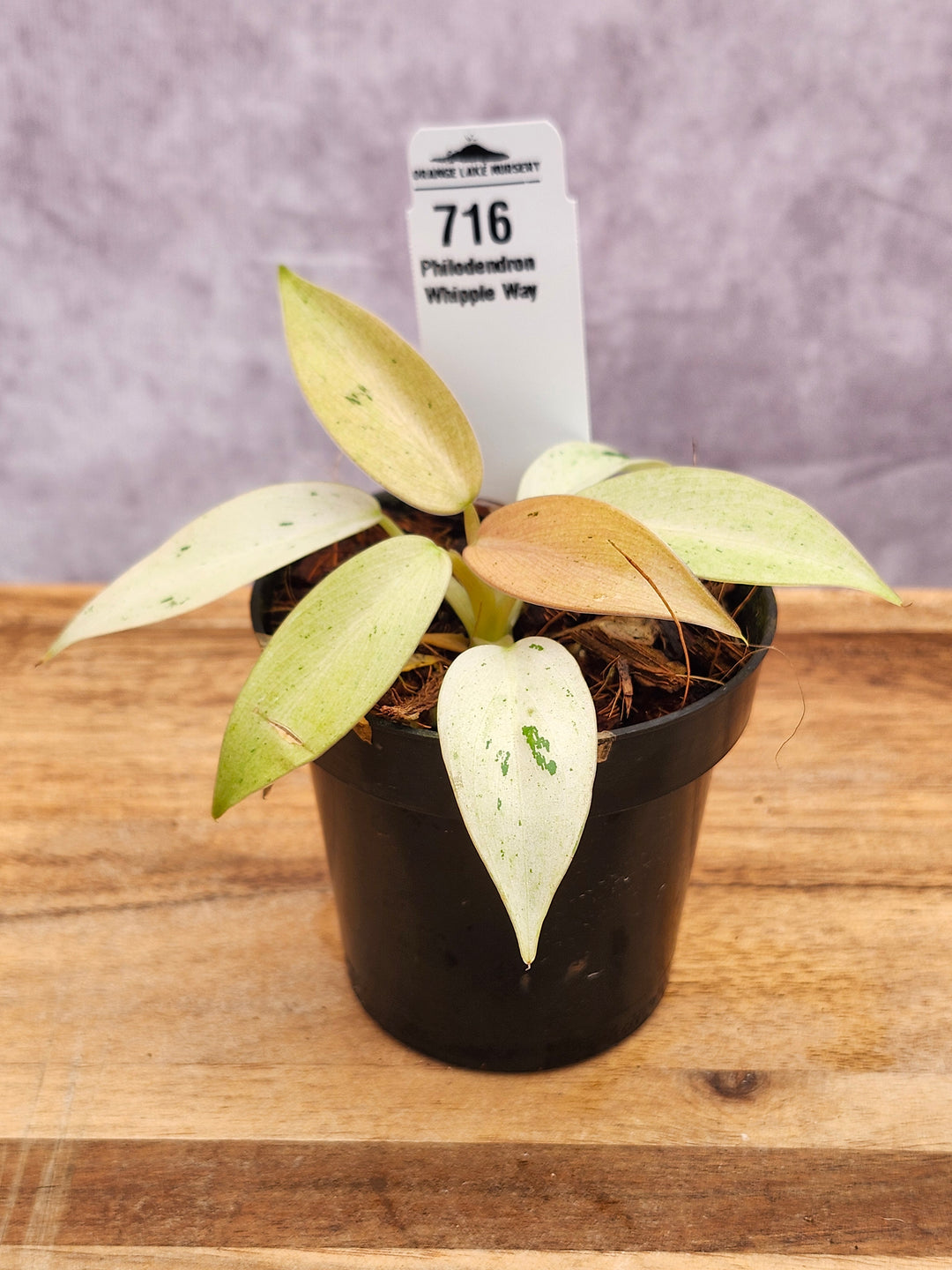 Philodendron Whipple Way (3in)-716