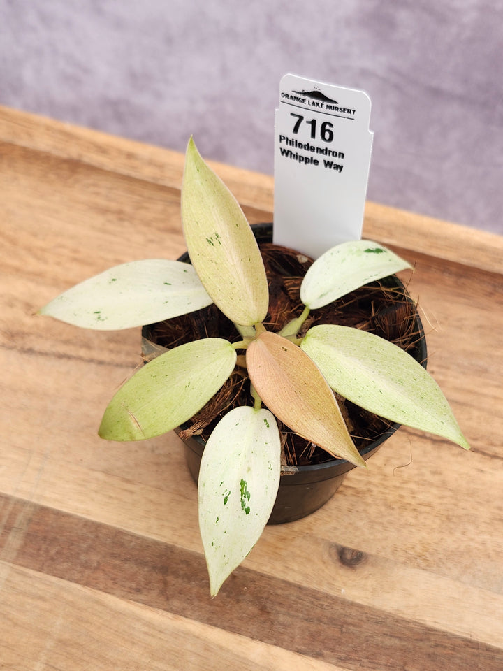 Philodendron Whipple Way (3in)-716