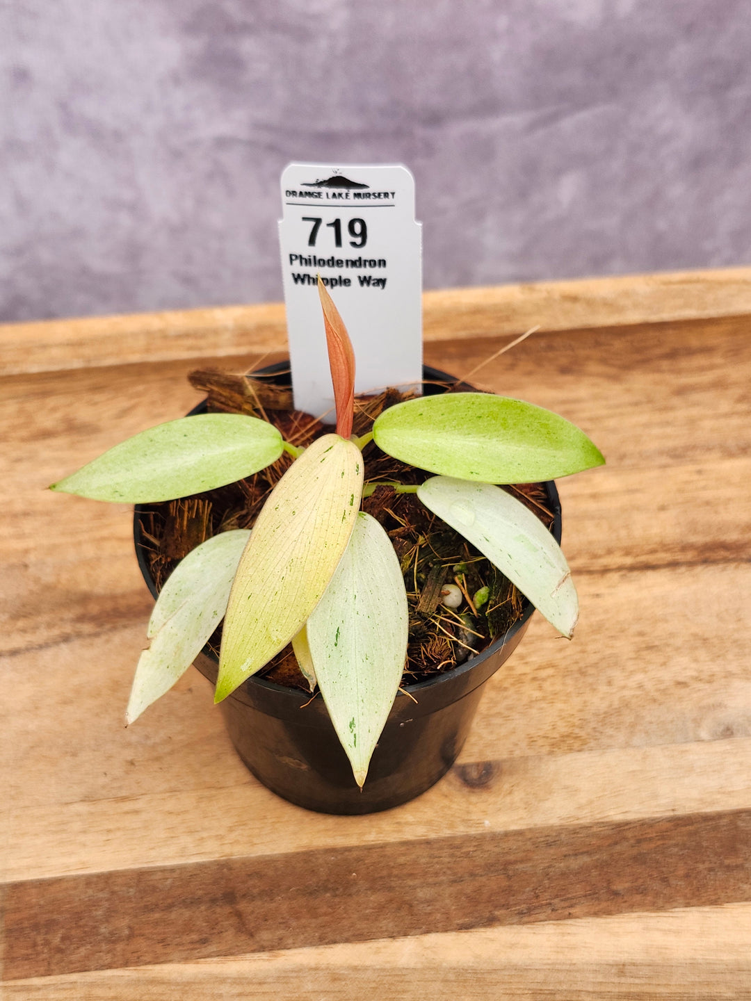 Philodendron Whipple Way (3in)-719