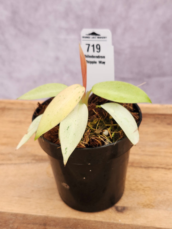 Philodendron Whipple Way (3in)-719