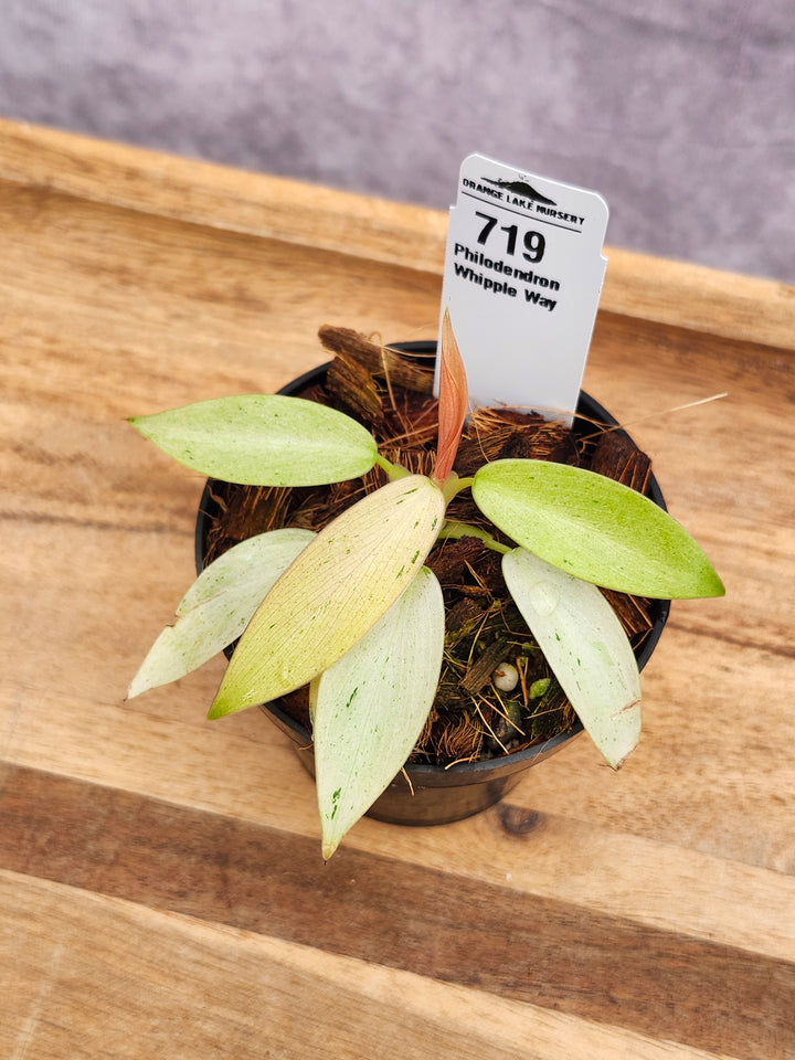 Philodendron Whipple Way (3in)-719