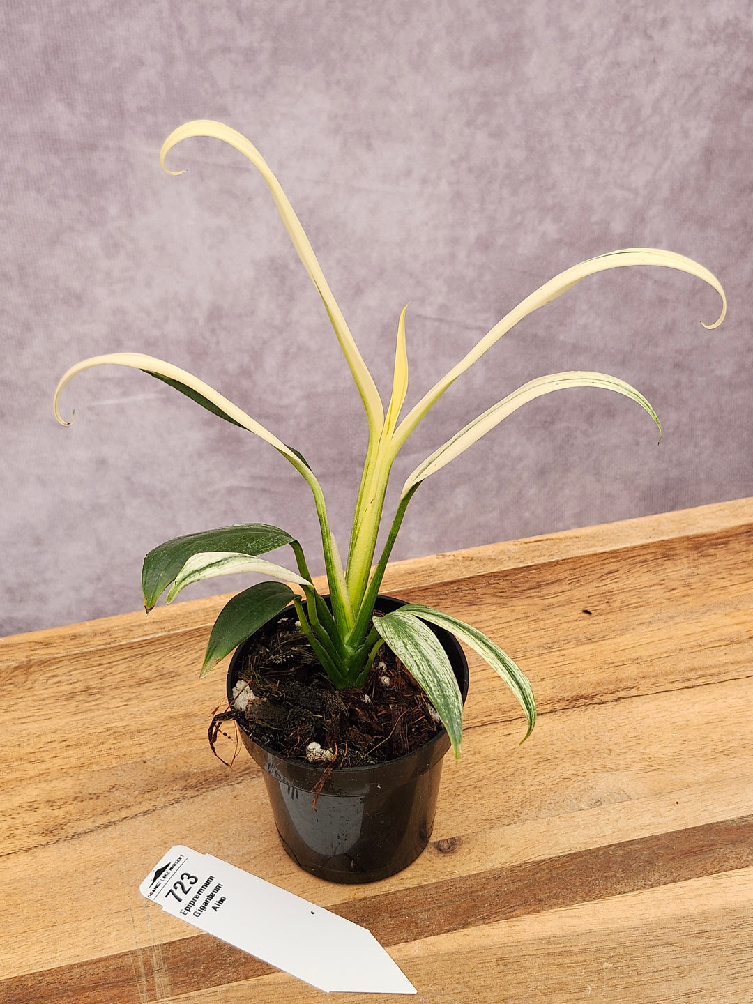 Epipremnum Amplissimum Albo (3in)-723