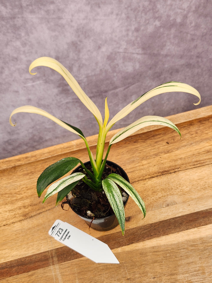 Epipremnum Amplissimum Albo (3in)-723