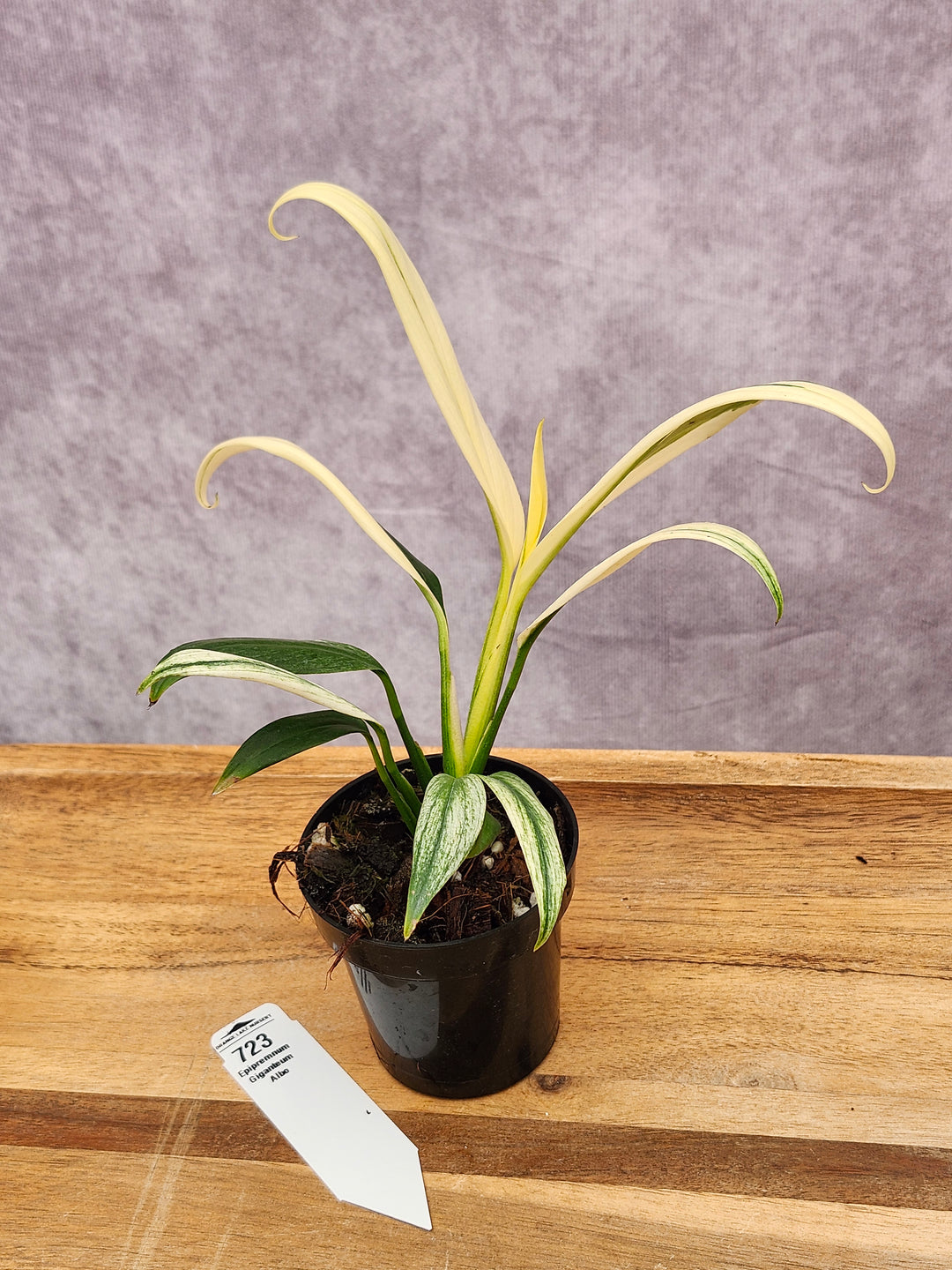 Epipremnum Amplissimum Albo (3in)-723