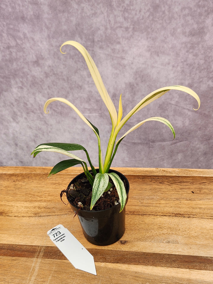 Epipremnum Amplissimum Albo (3in)-723