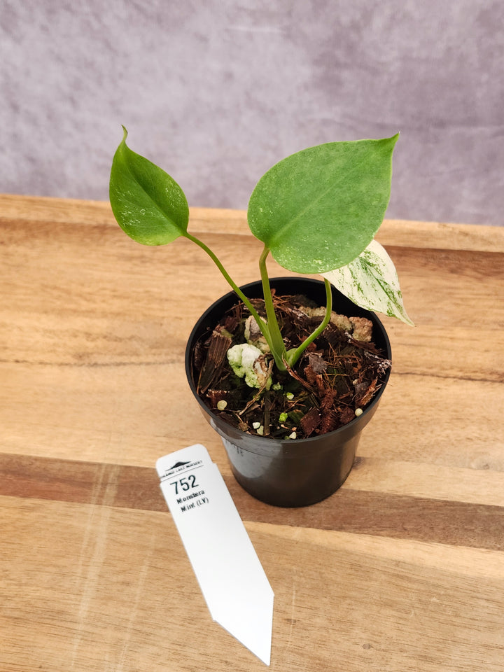 Monstera Deliciosa Mint LV (3in)-752