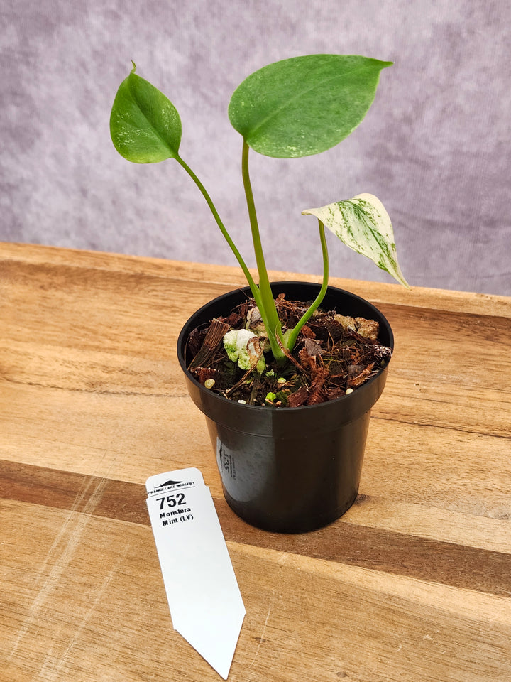Monstera Deliciosa Mint LV (3in)-752