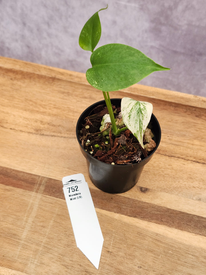 Monstera Deliciosa Mint LV (3in)-752