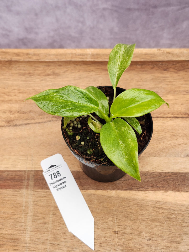 Philodendron Giganteum Var Blizzard (3in)-788