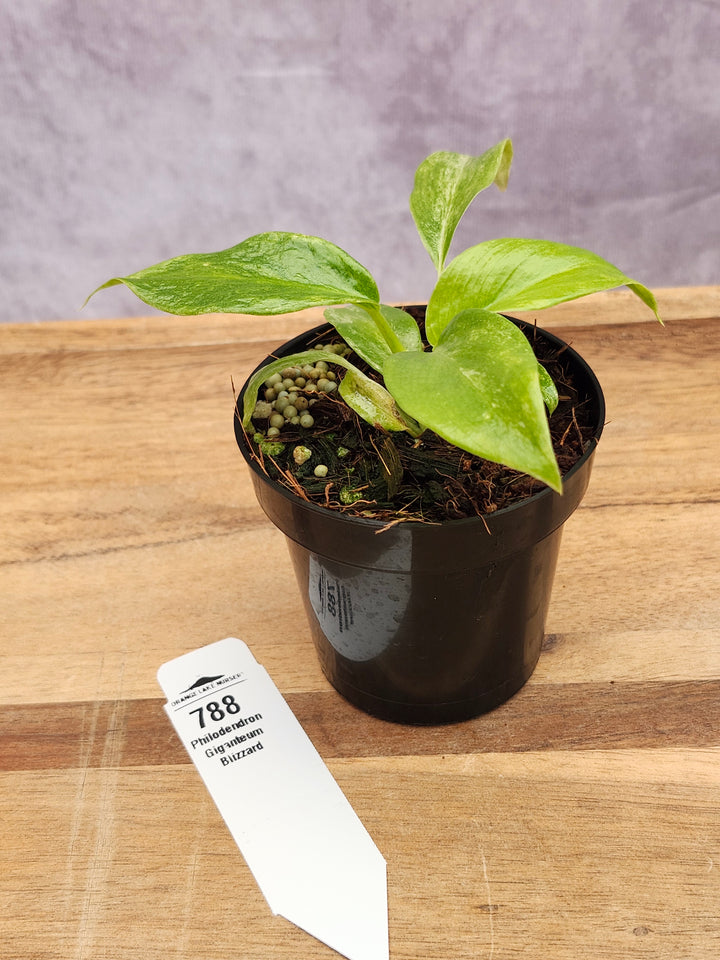 Philodendron Giganteum Var Blizzard (3in)-788