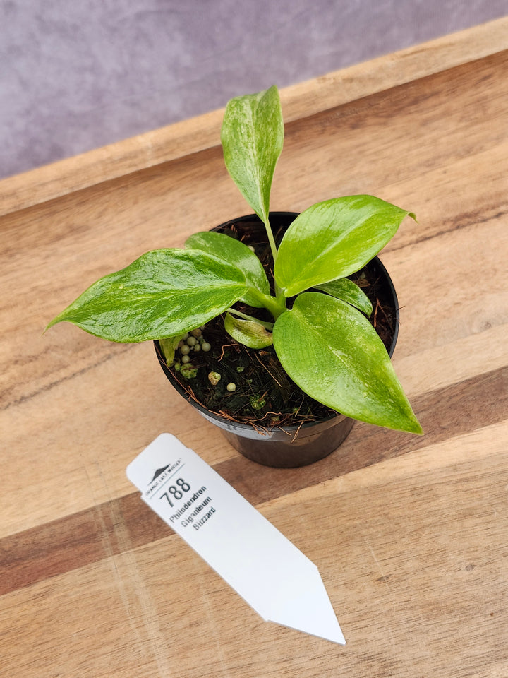 Philodendron Giganteum Var Blizzard (3in)-788