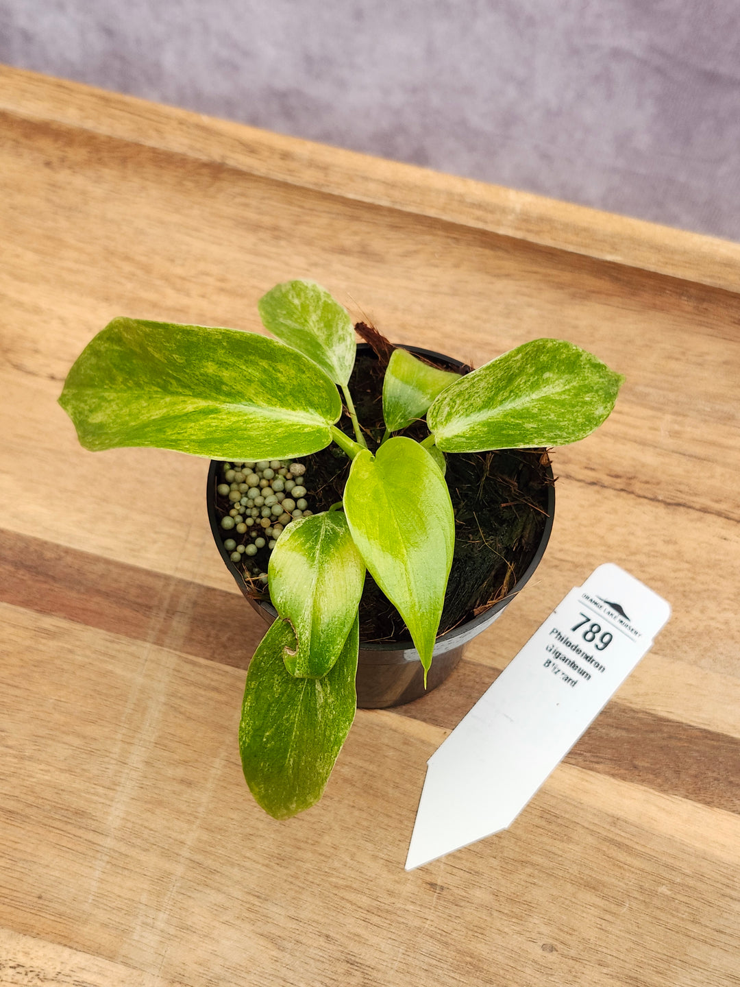 Philodendron Giganteum Var Blizzard (3in)-789