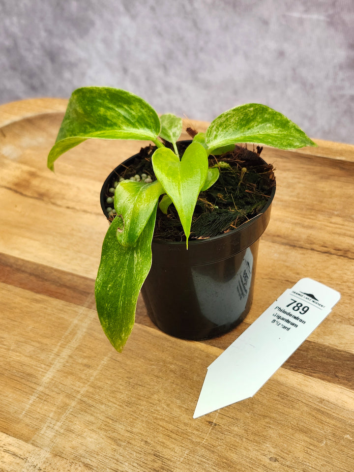 Philodendron Giganteum Var Blizzard (3in)-789
