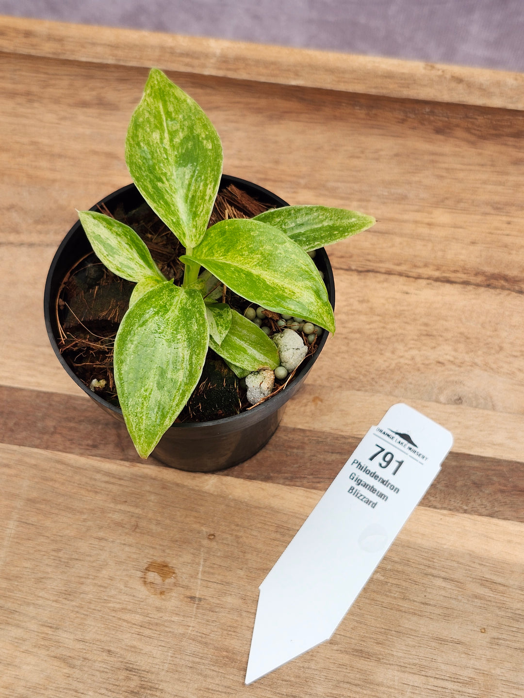 Philodendron Giganteum Var Blizzard (3in)-791