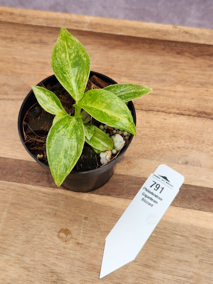 Philodendron Giganteum Var Blizzard (3in)-791