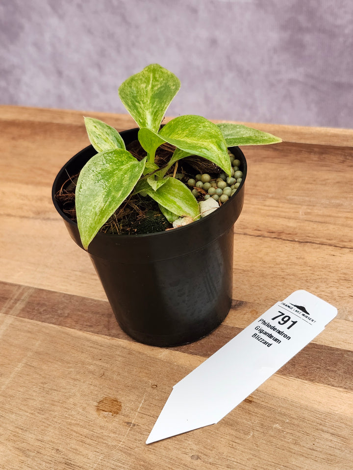 Philodendron Giganteum Var Blizzard (3in)-791