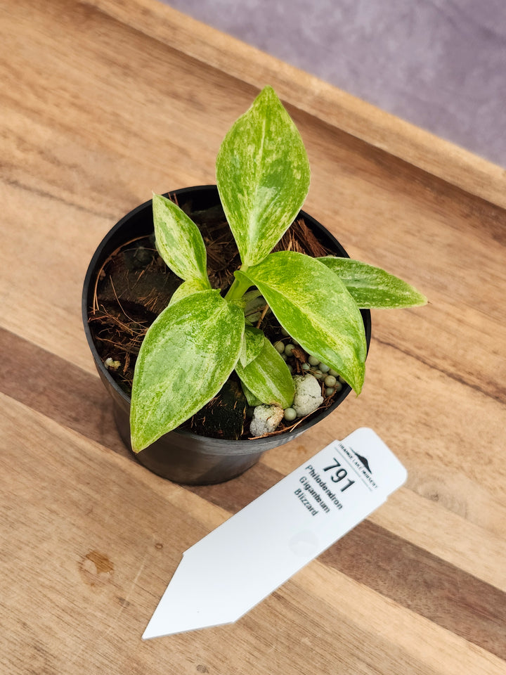 Philodendron Giganteum Var Blizzard (3in)-791
