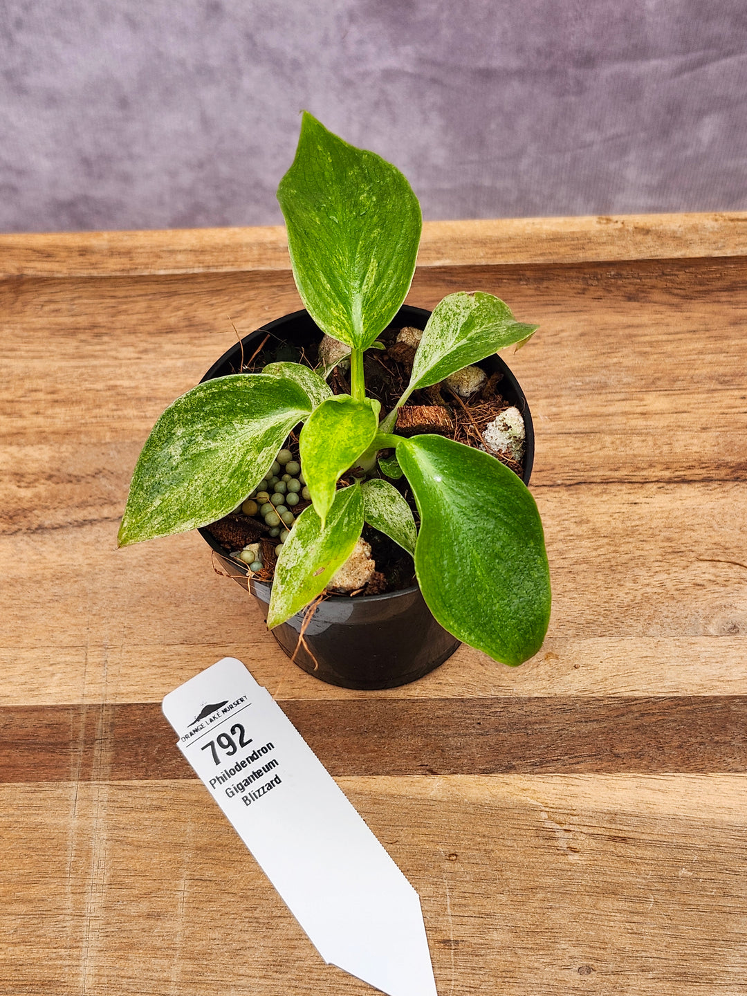 Philodendron Giganteum Var Blizzard (3in)-792