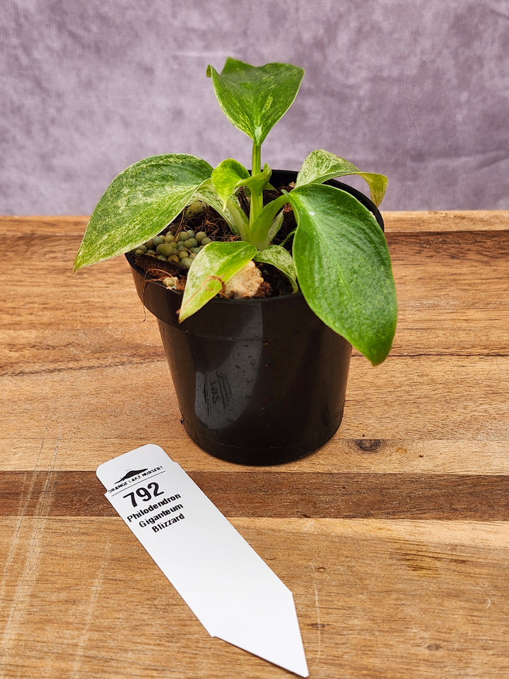 Philodendron Giganteum Var Blizzard (3in)-792