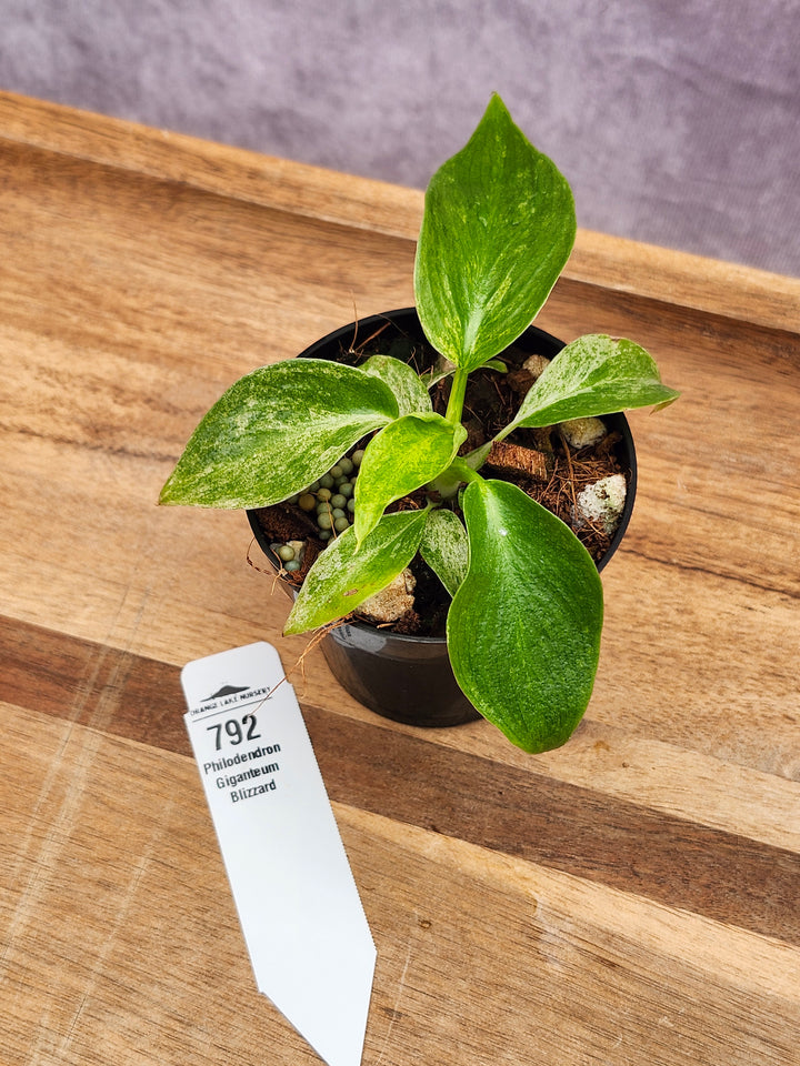 Philodendron Giganteum Var Blizzard (3in)-792