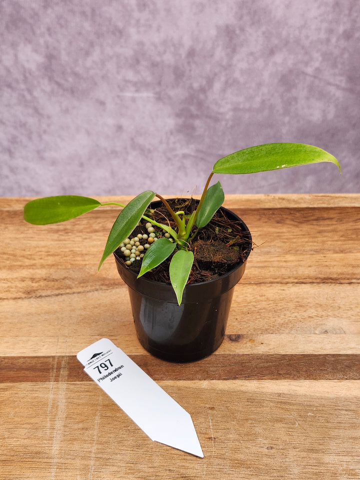 Philodendron Joepii (3in)-797
