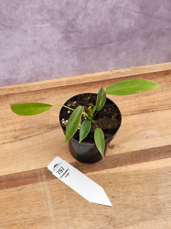 Philodendron Joepii (3in)-797