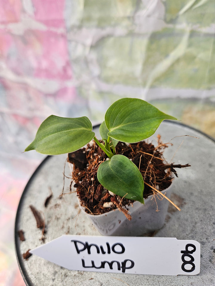 Philodendron Lumpinum (2in)-900