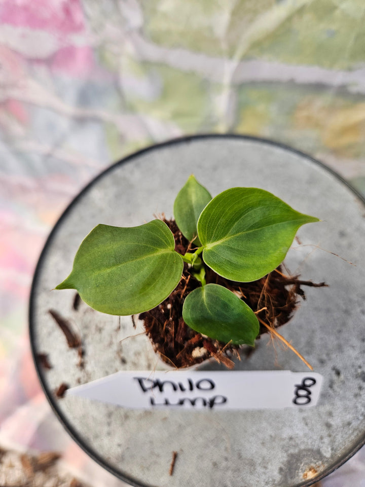 Philodendron Lumpinum (2in)-900