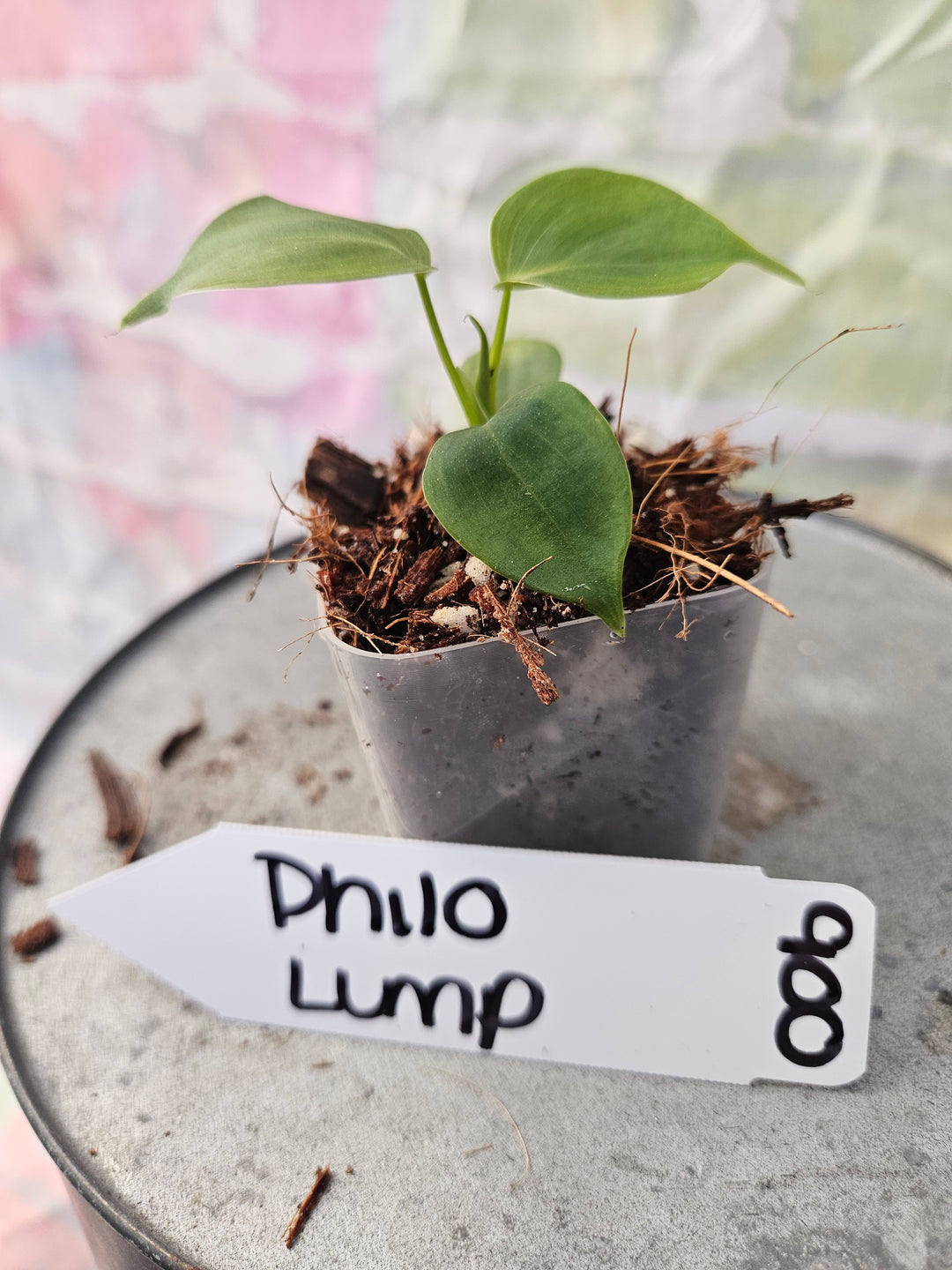 Philodendron Lumpinum (2in)-900