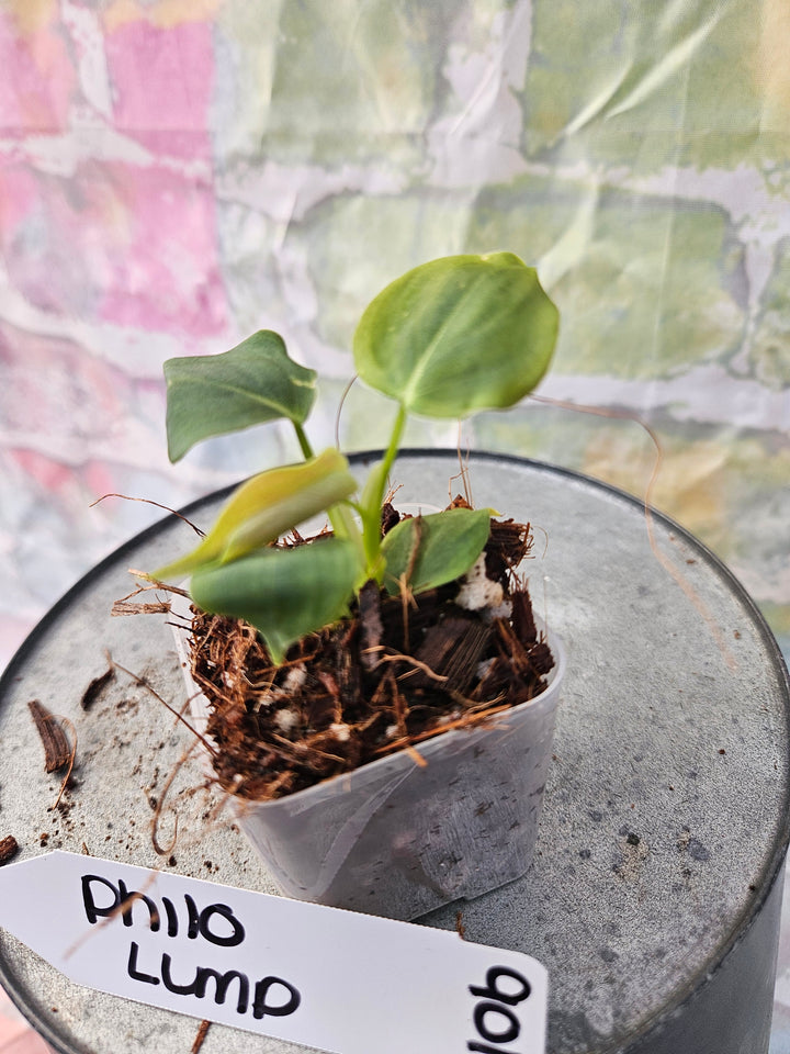 Philodendron Lumpinum (2in)-901
