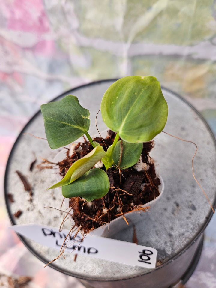 Philodendron Lumpinum (2in)-901