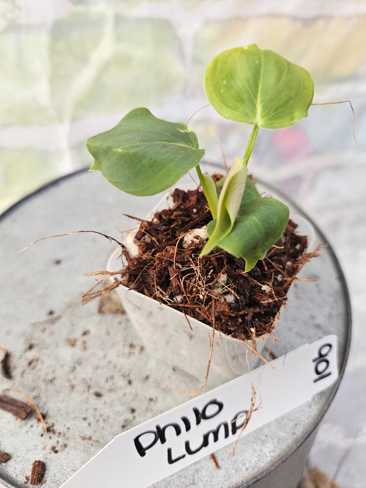 Philodendron Lumpinum (2in)-901