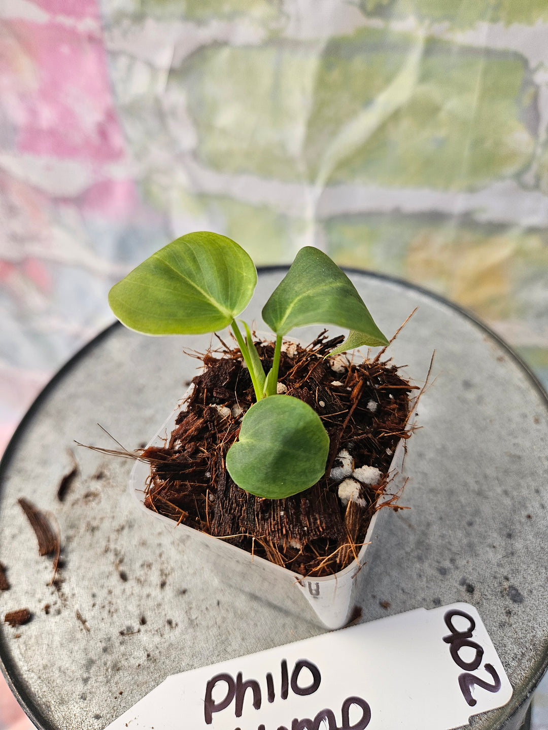 Philodendron Lumpinum (2in)-902