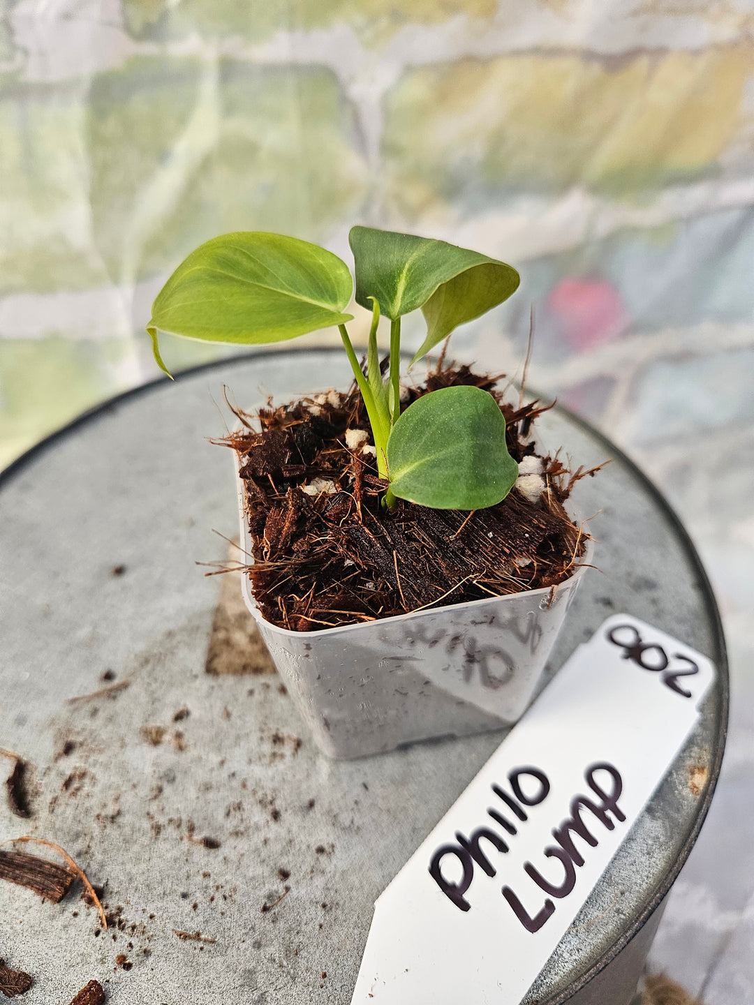 Philodendron Lumpinum (2in)-902