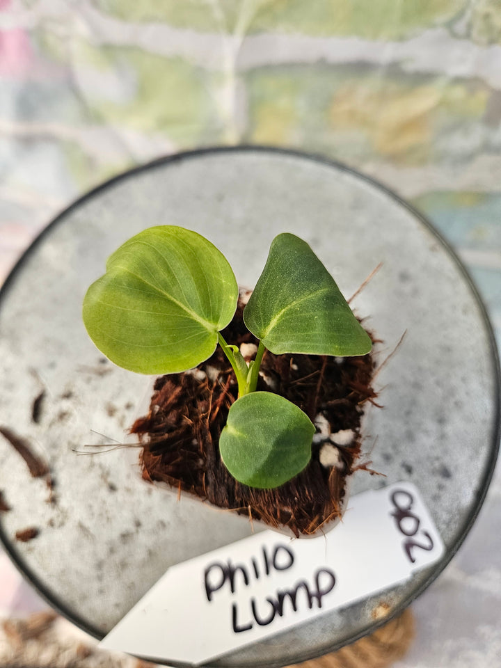Philodendron Lumpinum (2in)-902