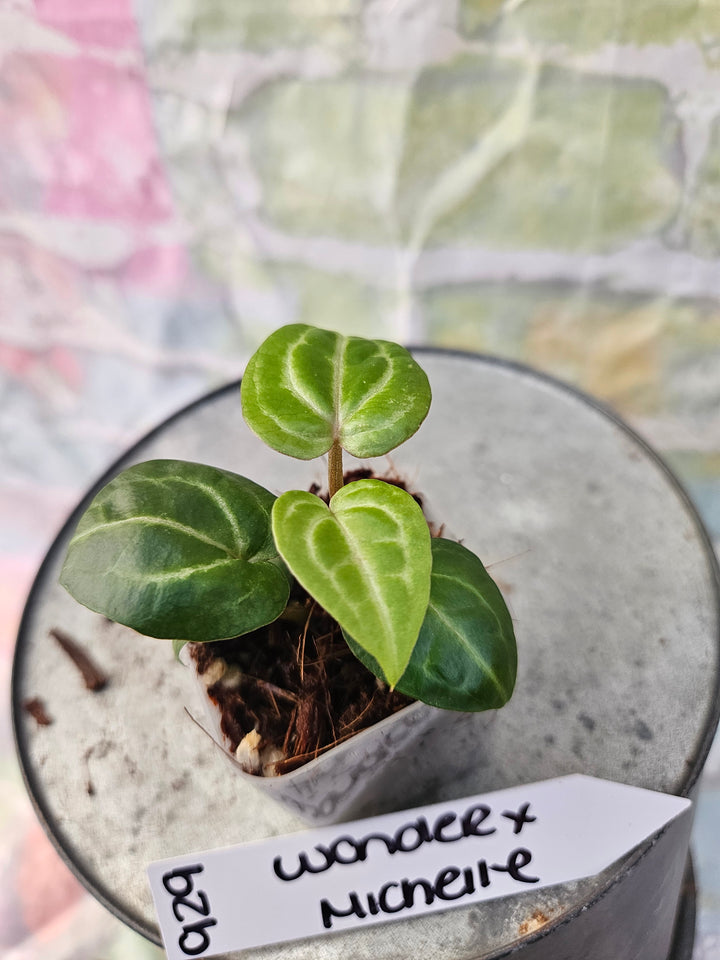 Anthurium Wonderboy x Michelle (2in)-929