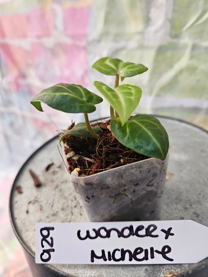 Anthurium Wonderboy x Michelle (2in)-929