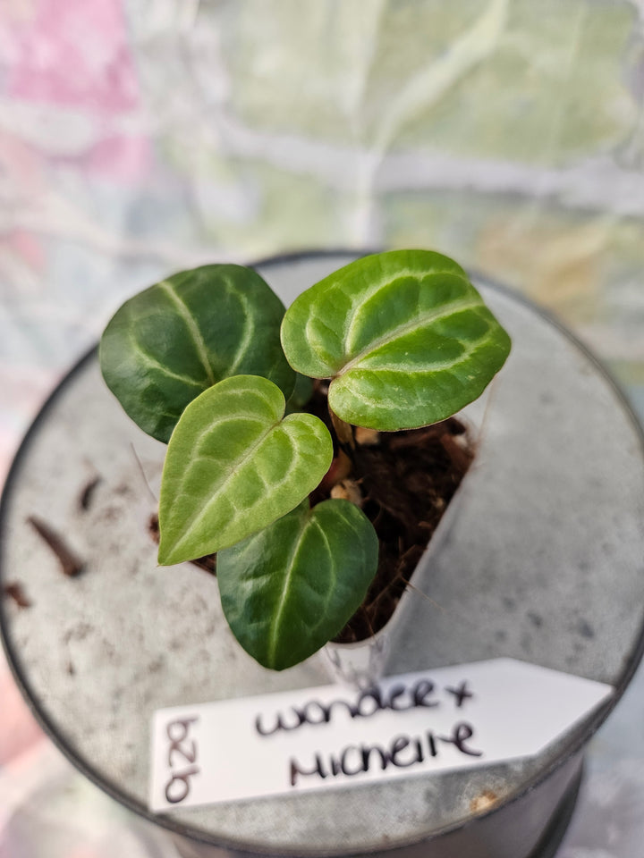 Anthurium Wonderboy x Michelle (2in)-929