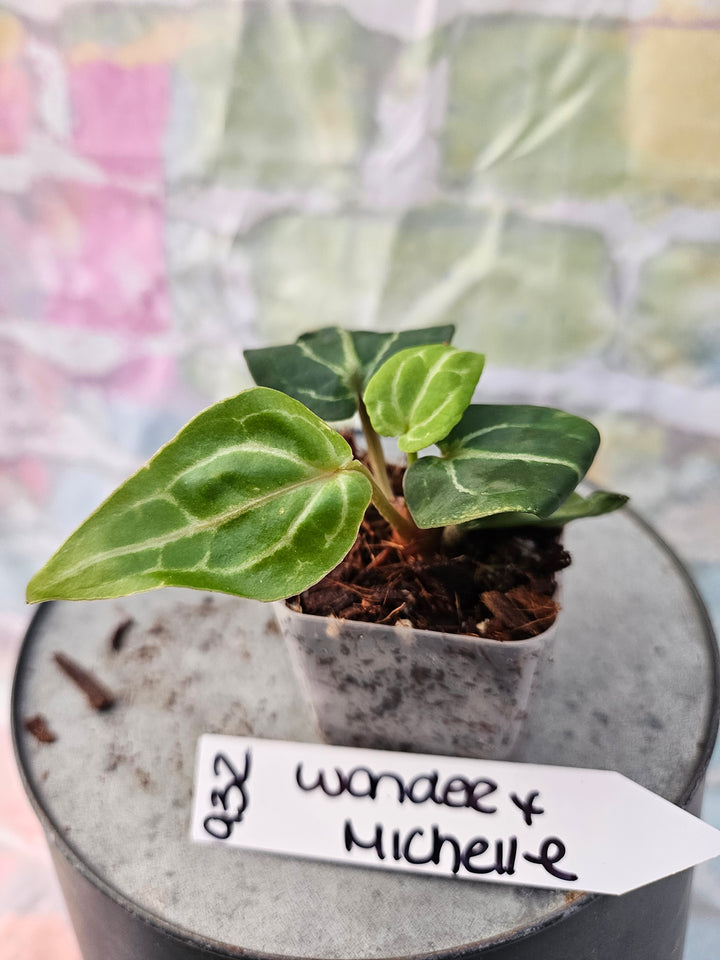 Anthurium Wonderboy x Michelle (2in)-932