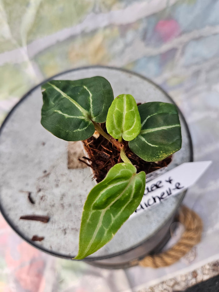 Anthurium Wonderboy x Michelle (2in)-932