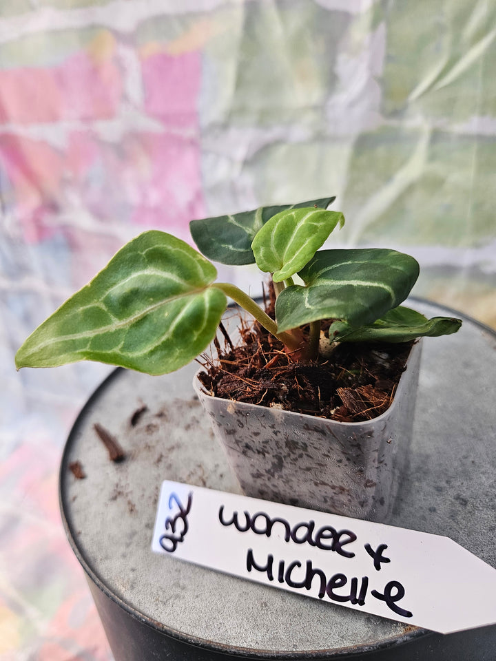 Anthurium Wonderboy x Michelle (2in)-932