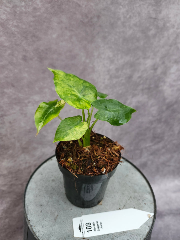 Alocasia Variegated Gageana Aurea (3in)-108