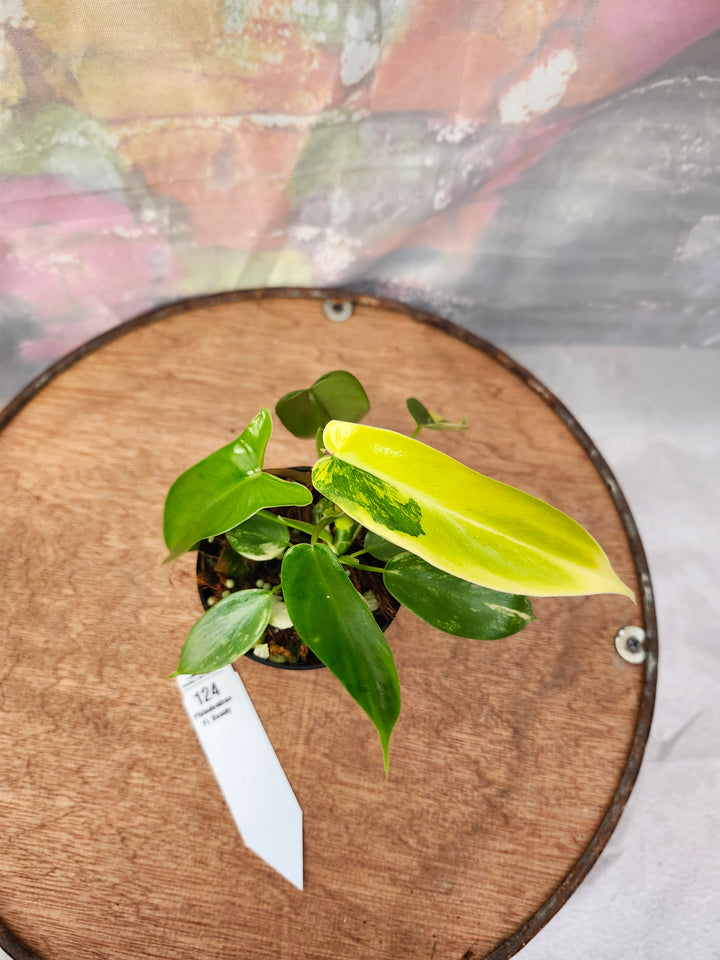 Philodendron Florida Beauty (3in)-124