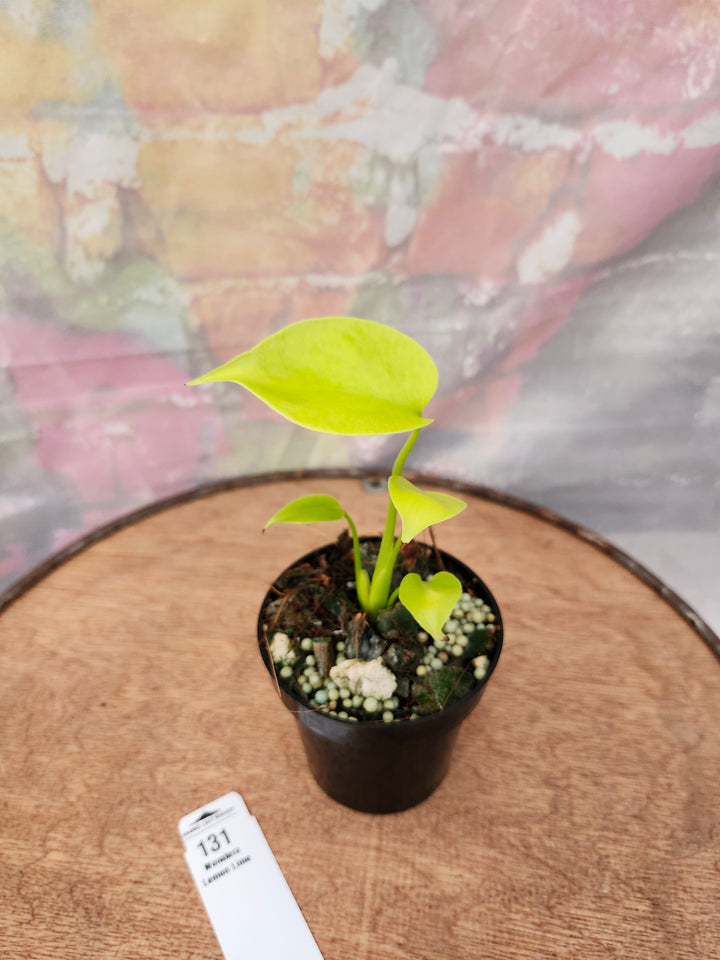 Monstera Deliciosa Lemon Lime (3in)-131